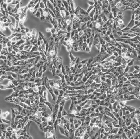 【热销】HSC-T6细胞;大鼠肝星形细胞