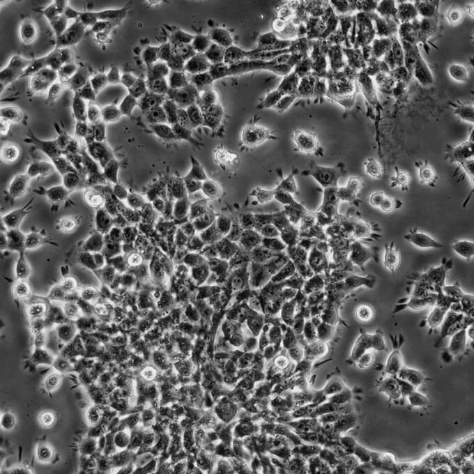 TM3细胞;小鼠睾丸间质细胞