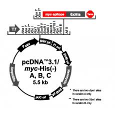 pcDNA3.1/myc-His(-) A