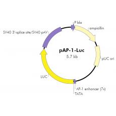 pAP-1-Luc