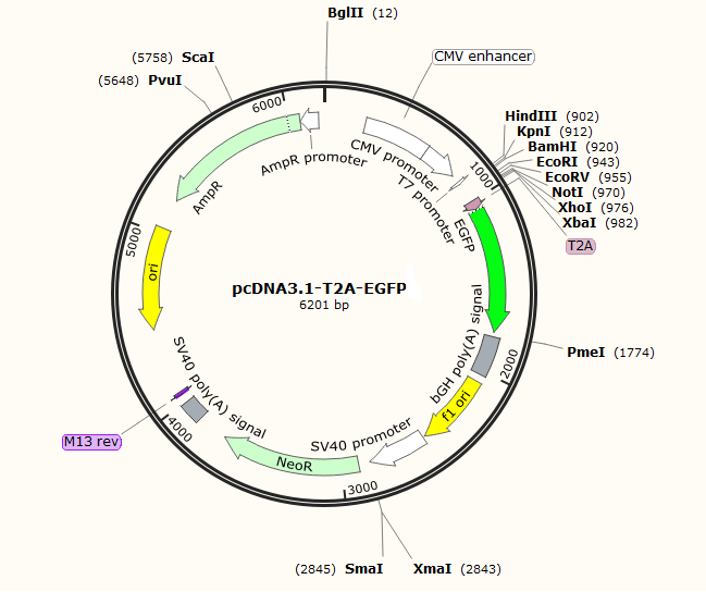 pcDNA3.1-T2A-EGFP