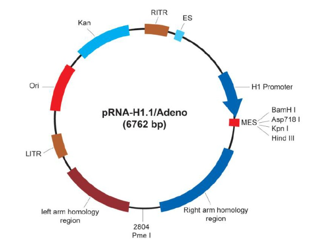 pRNA-H1.1/Adeno