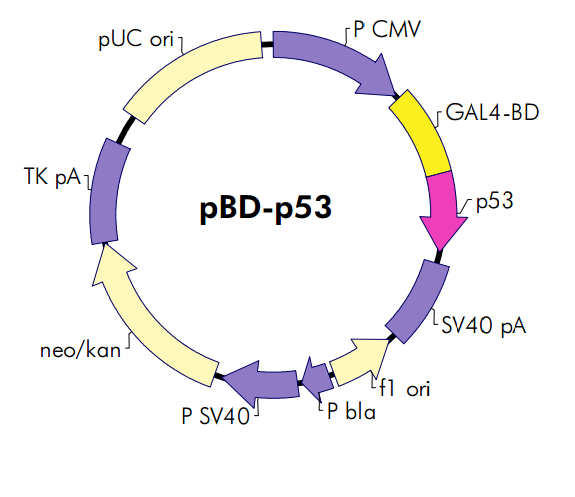 pBD-p53