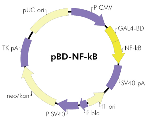 pBD-NF−κB