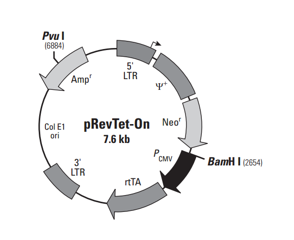 pRevTet-On