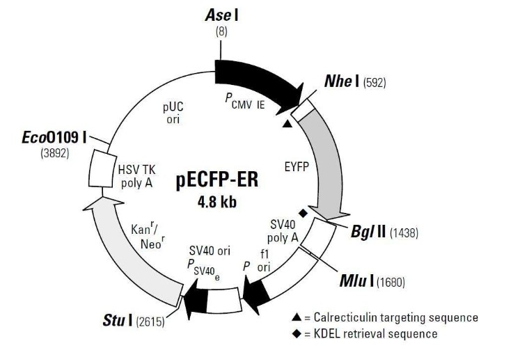 pECFP-ER