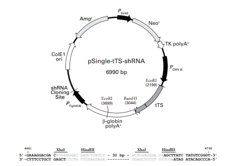 pSingle-tTS-shRNA