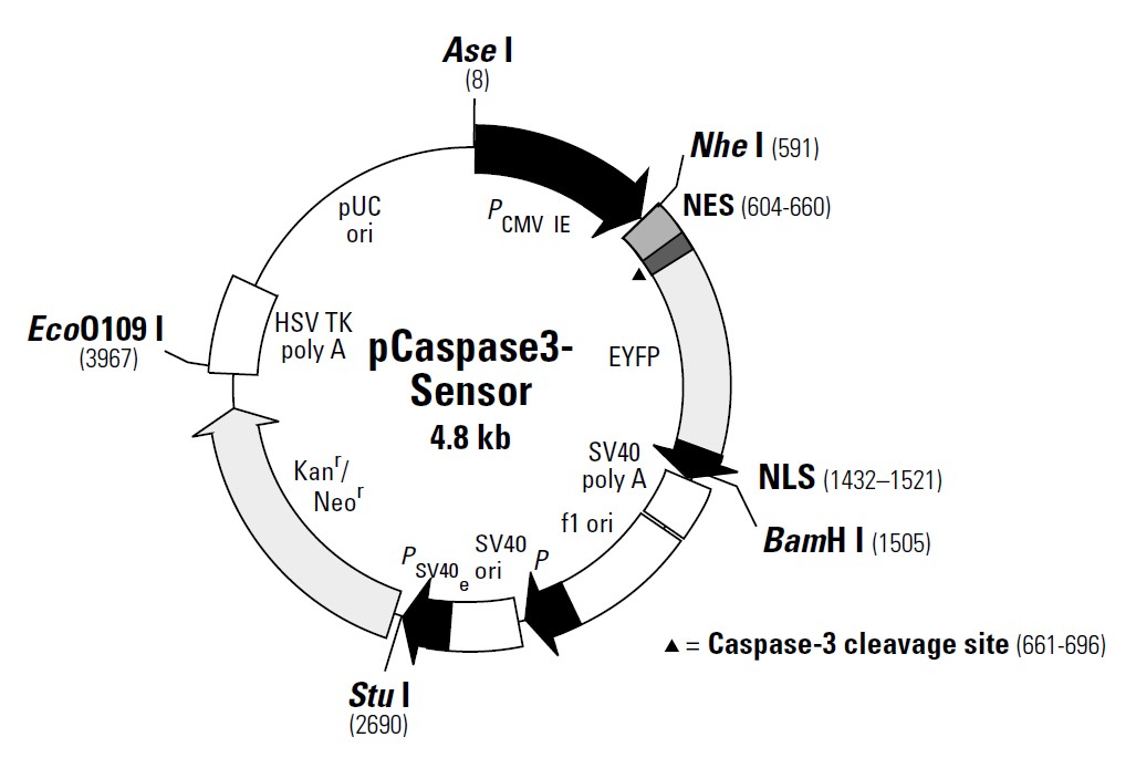 pCaspase3-sensor哺乳黄色荧光信号通路质粒