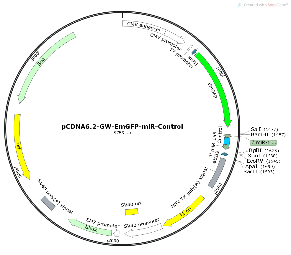 pCDNA6.2-GW/EmGFP-miR-Control质粒