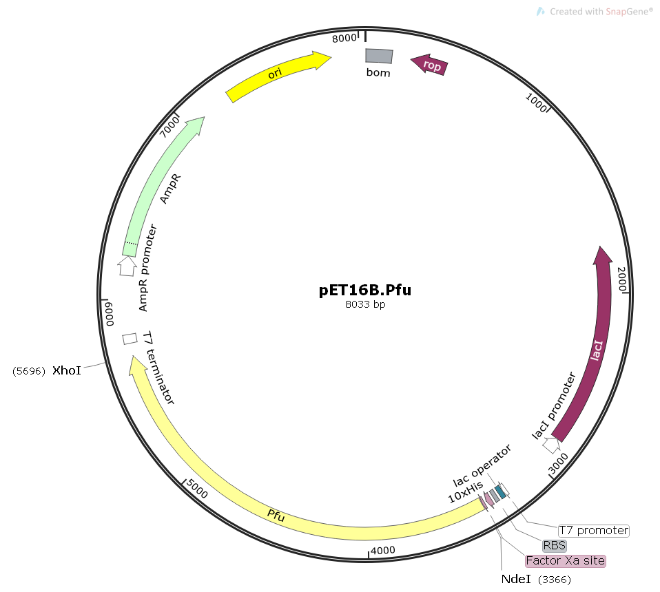 pET16B.Pfu聚合酶基因大肠表达质粒