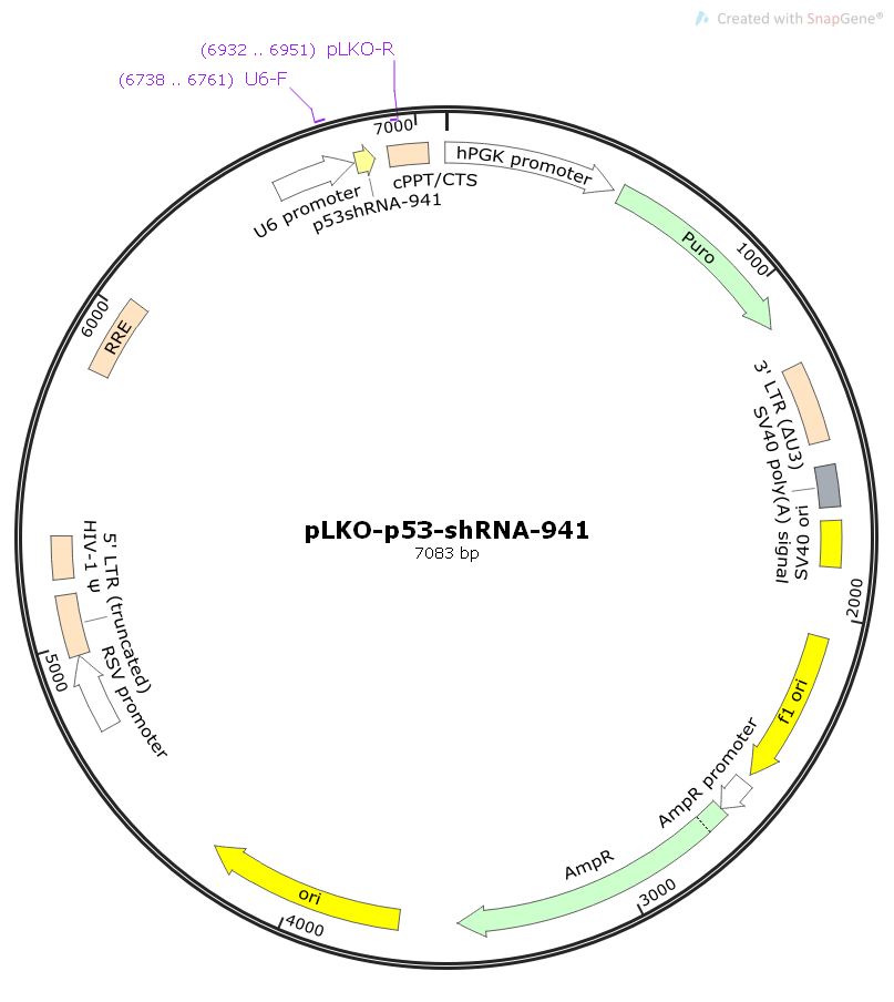 pLKO-p53-shRNA-941人源基因干扰质粒