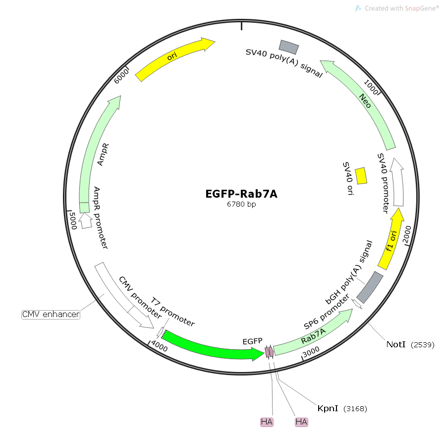 EGFP-Rab7A人源基因哺乳表达质粒