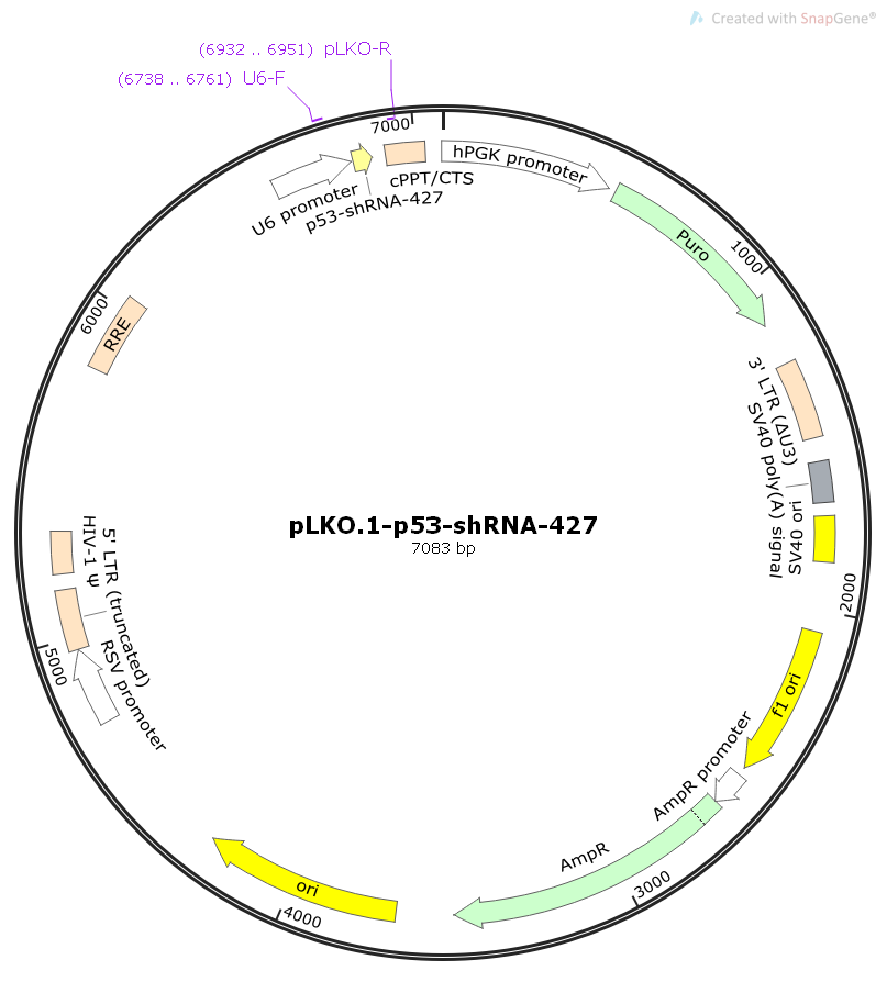 pLKO-p53-shRNA-427人源基因干扰质粒