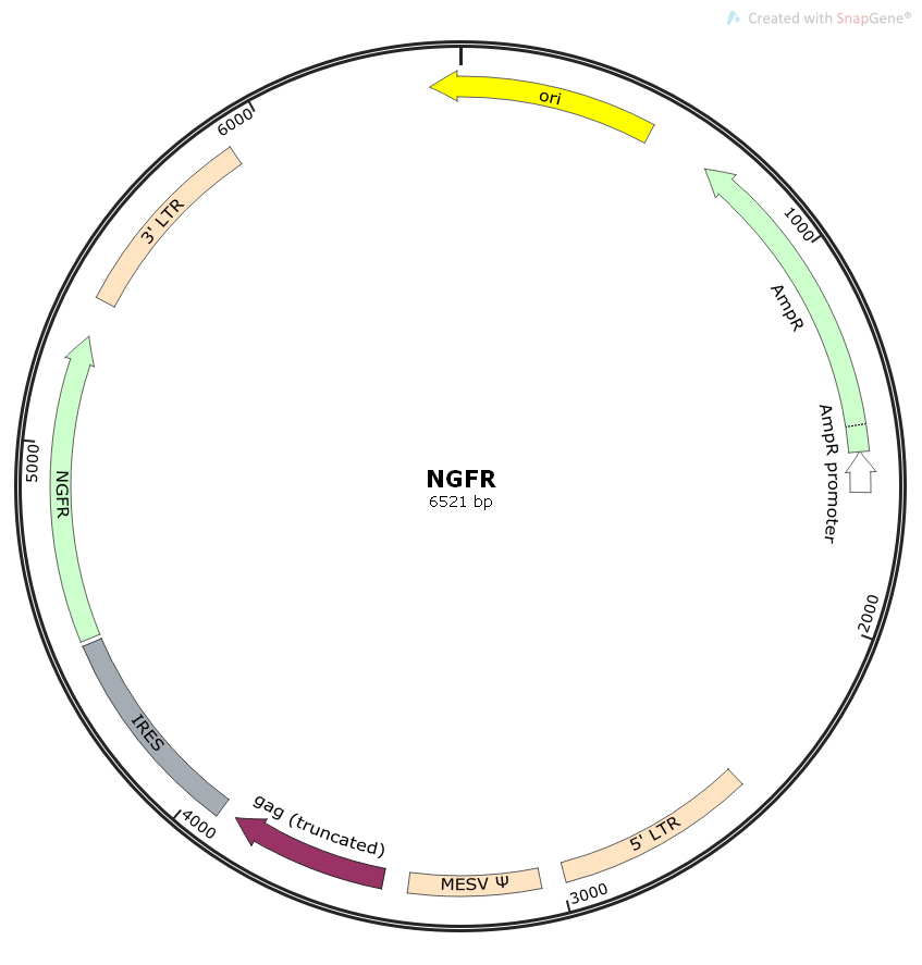 NGFR人源基因哺乳表达质粒