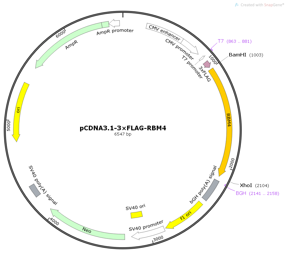 pECMV-3×FLAG-RBM4人源基因哺乳表达质粒