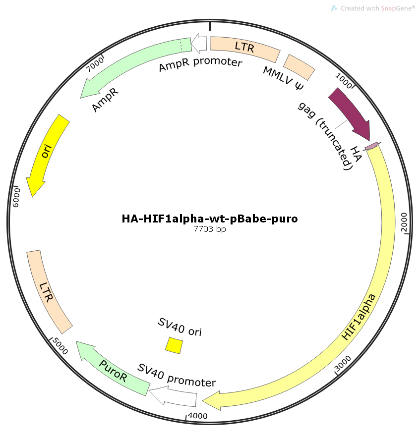 HA-HIF1alpha-wt-pBabe-puro人源基因哺乳表达质粒