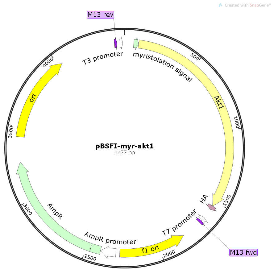 pBSFI-myr-akt1小鼠基因克隆质粒