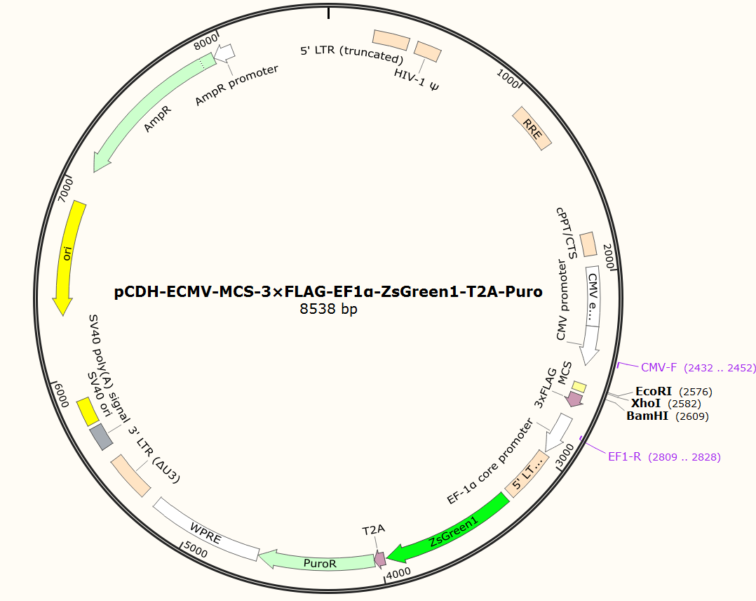 pCDH-ECMV-MCS-3×FLAG-EF1α-ZsGreen1-T2A-Puro
