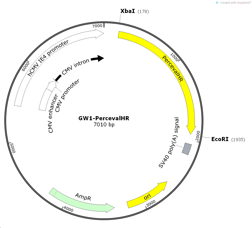 GW1-PercevalHR其它基因哺乳表达质粒