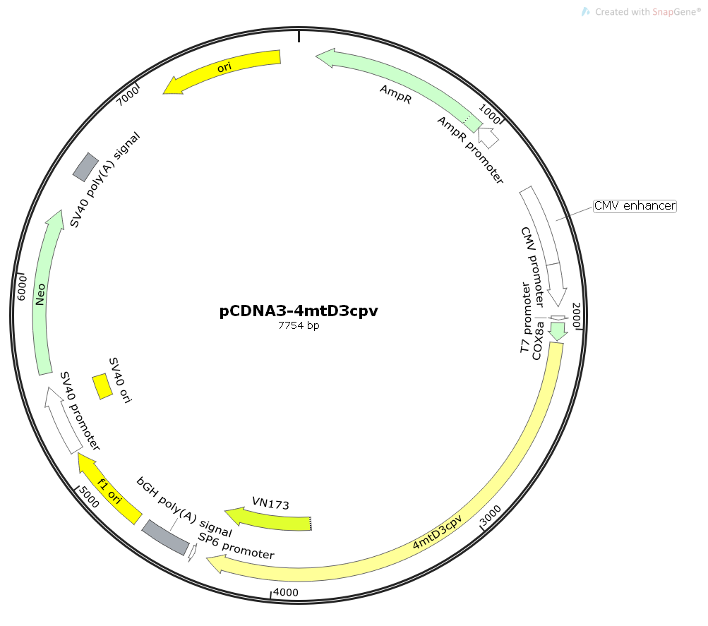 pcDNA-4mtD3cpv其它基因哺乳表达质粒