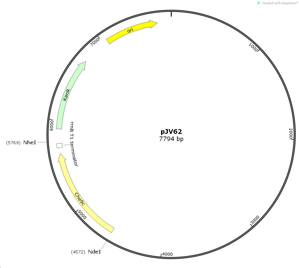 pJV62噬菌体基因质粒