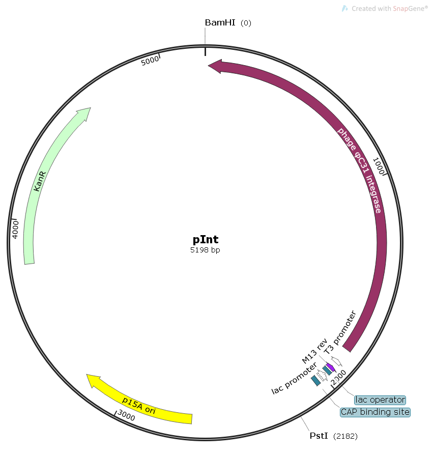 pInt噬菌体基因质粒