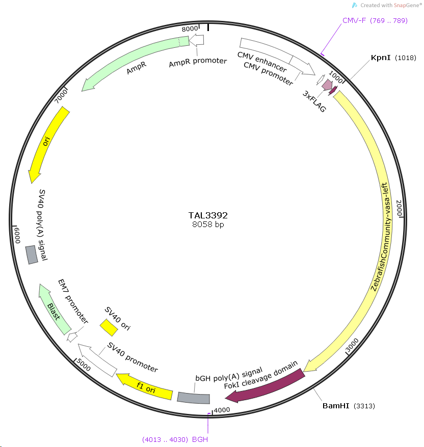 TAL3392斑马鱼基因哺乳表达质粒