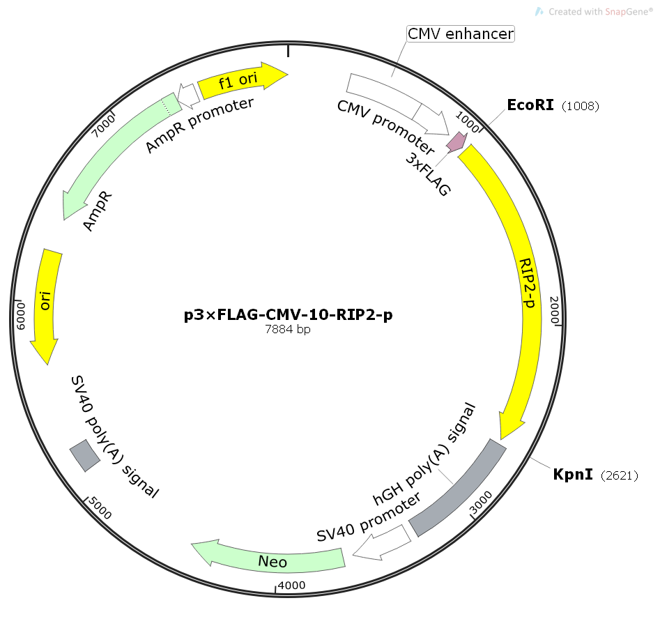 p3×FLAG-CMV-10-RIP2-p猪源基因哺乳表达质粒