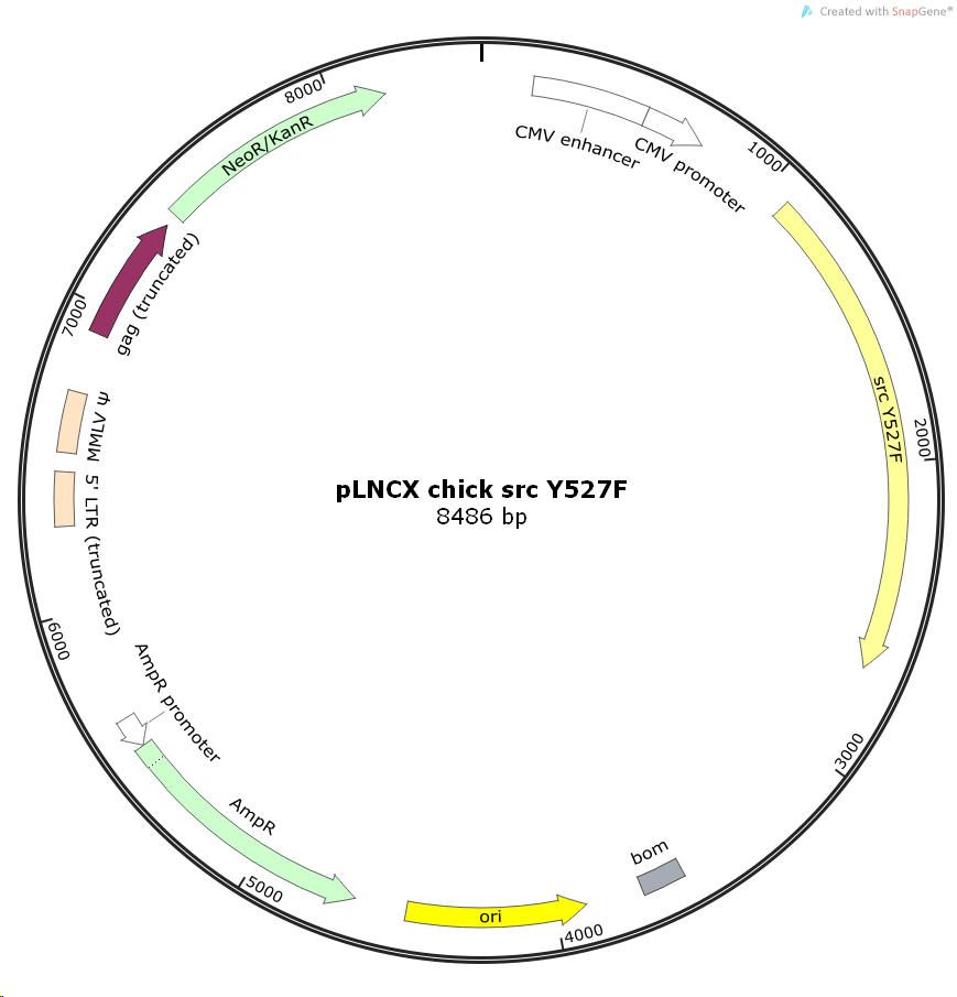 pLNCXchicksrcY527F鸡源基因哺乳表达质粒