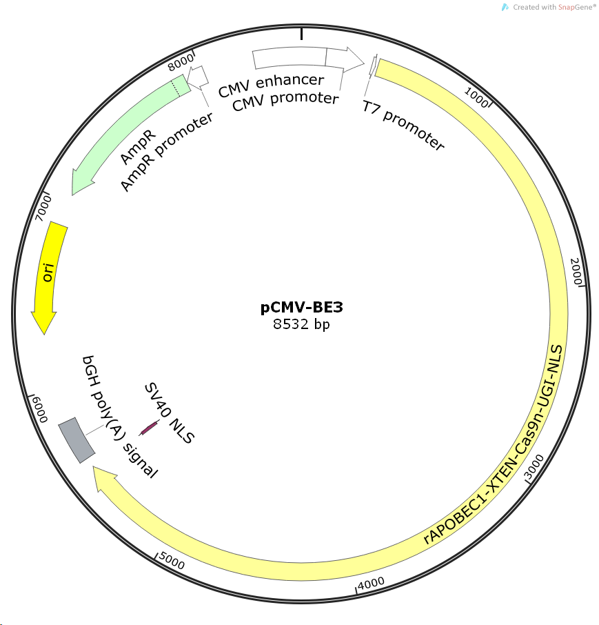pCMV-BE3哺乳基因敲除质粒