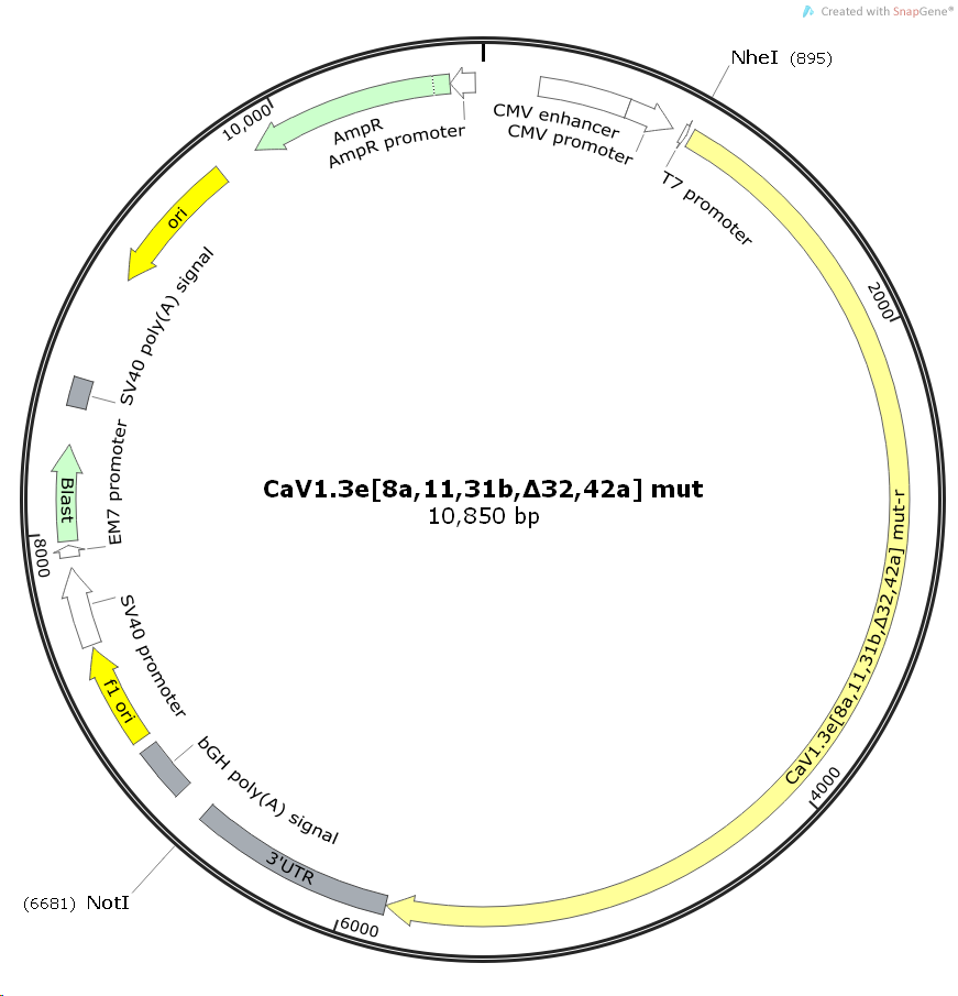 CaV1.3e[8a,11,31b,Δ32,42a]mut大鼠基因哺乳表达质粒