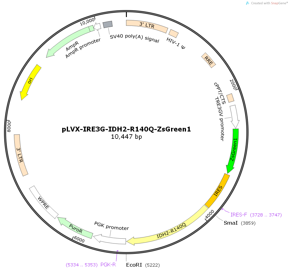 pLVX-IRE3G-IDH2-R140Q-ZsGreen1人源基因慢病毒质粒