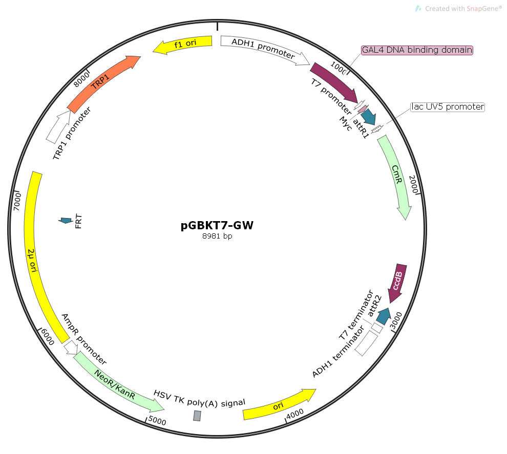 pGBKT7-GW酵母双杂交质粒