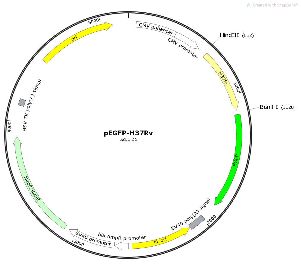 pEGFP-H37RV杆菌基因哺乳表达质粒