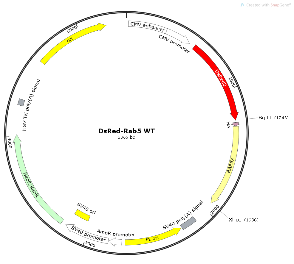DsRed-Rab5WT狗源基因哺乳细胞表达质粒