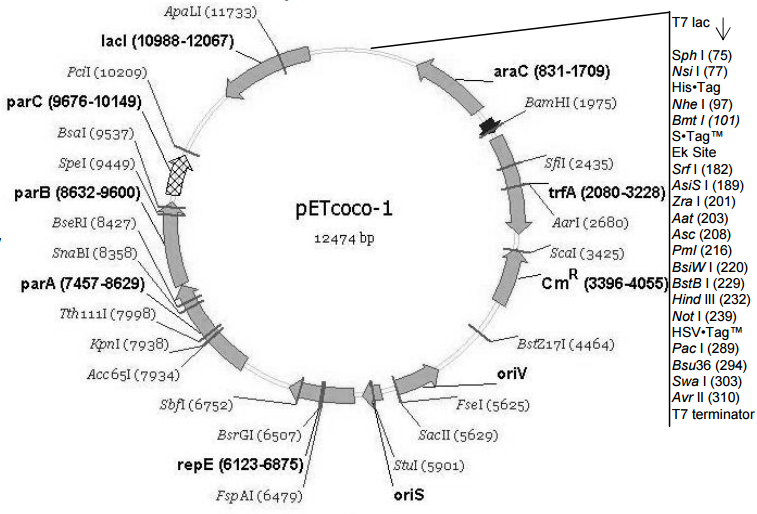 pETcoco-1大肠表达质粒