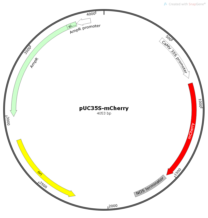 pUC35s-mCherry植物红色荧光瞬转表达质粒