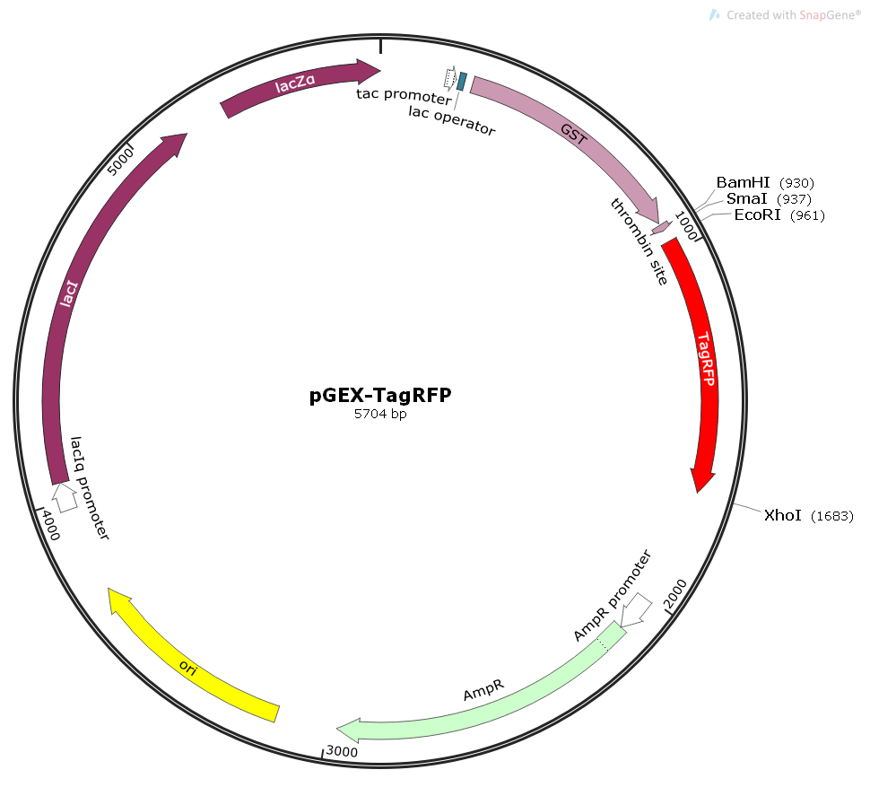 pGEX-TagRFP大肠红色荧光表达质粒