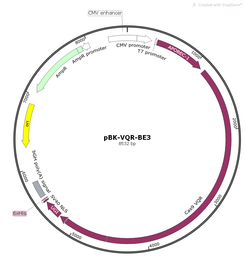 pBK-VQR-BE3哺乳基因编辑质粒