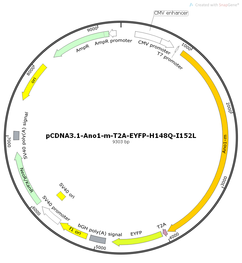 pCDNA3.1-Ano1-m-T2A-EYFP-H148Q-I152L小鼠基因哺乳质粒