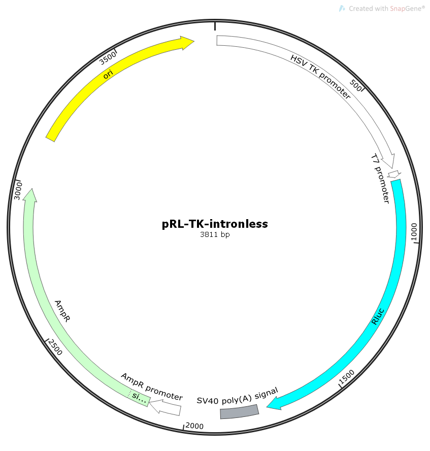 pRL-TK-intronless哺乳海肾荧光素报告质粒
