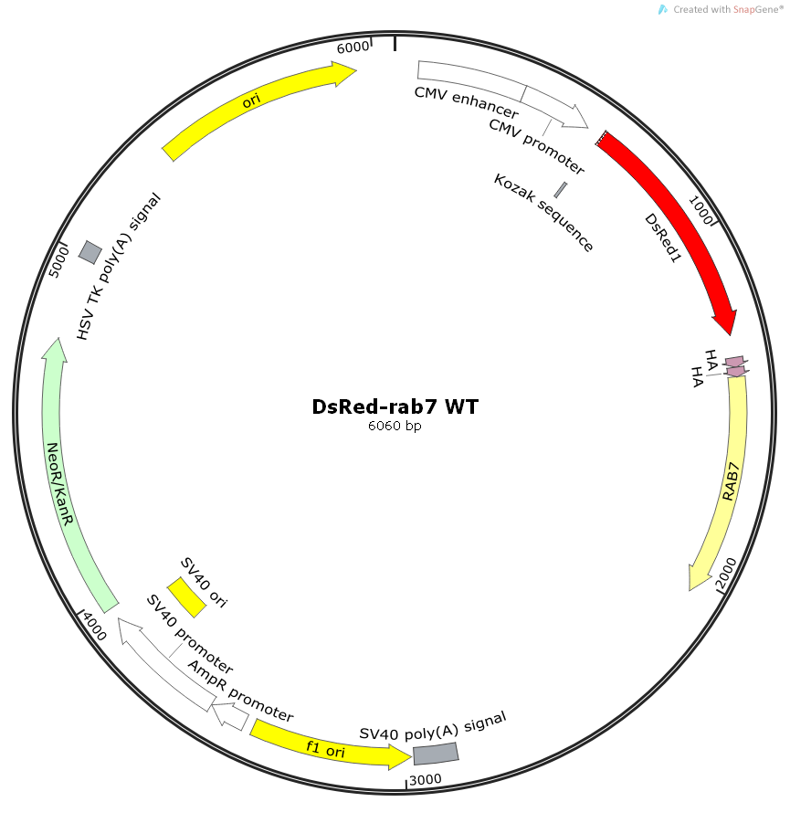 DsRed-rab7WT人源基因哺乳表达质粒