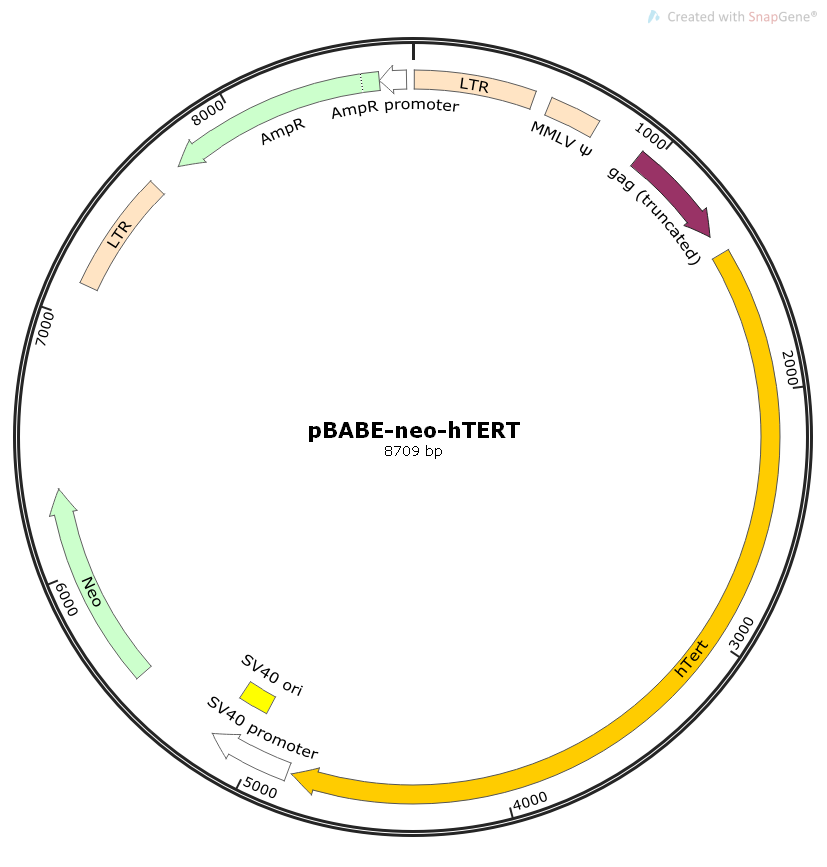 pBABE-neo-hTERT人源基因逆病毒质粒