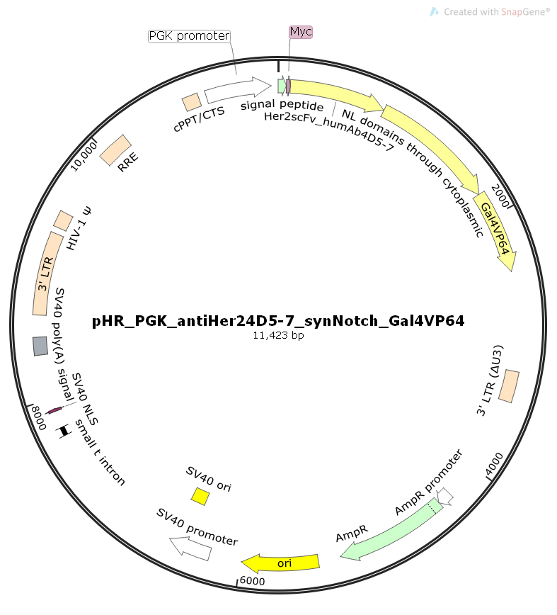 pHR_PGK_antiHer24D5-7_synNotch_Gal4VP64哺乳抗体质粒