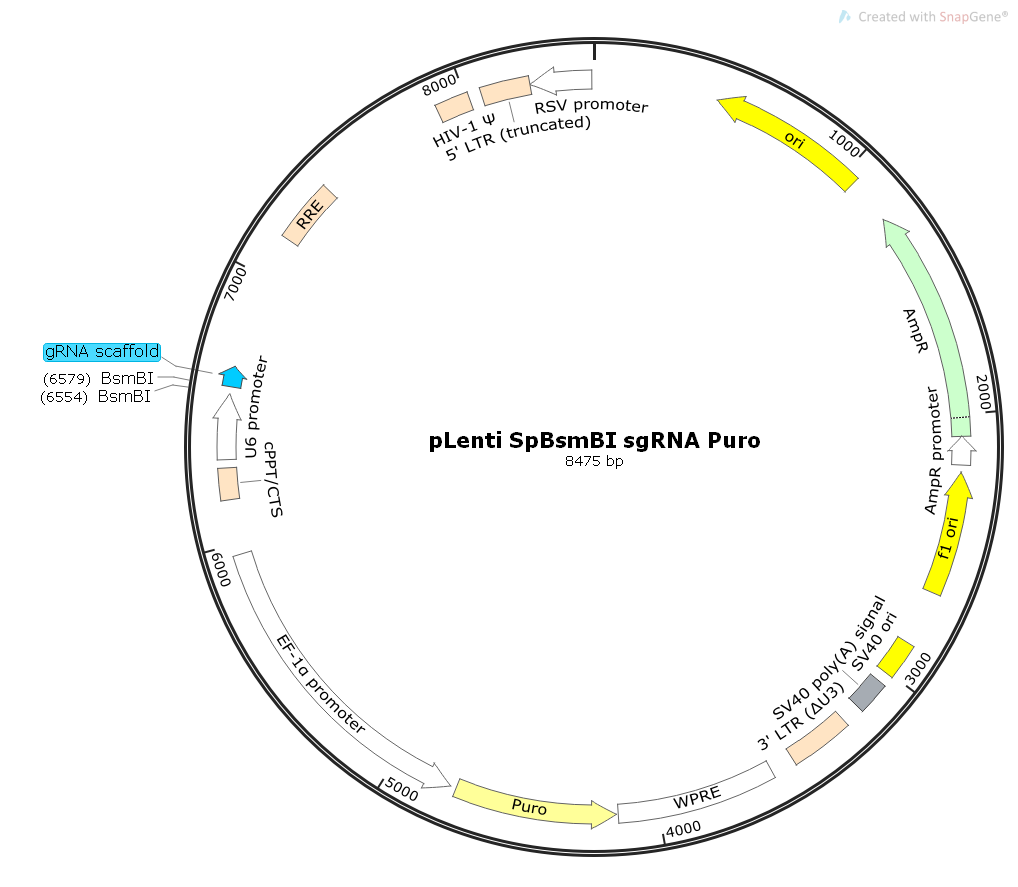pLentiSpBsmBIsgRNAPuro哺乳CAS9和gRNA表达质粒