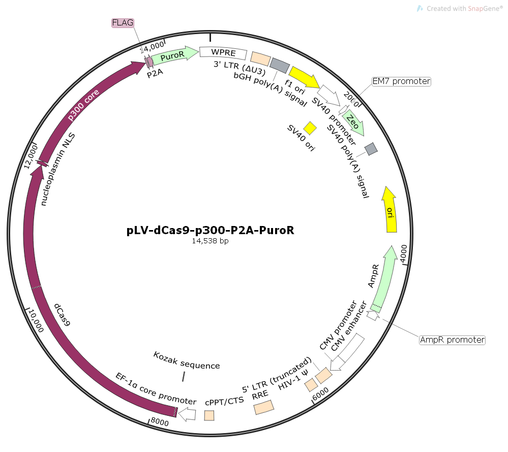 pLV-dCas9-p300-P2A-PuroR哺乳CAS9表达质粒