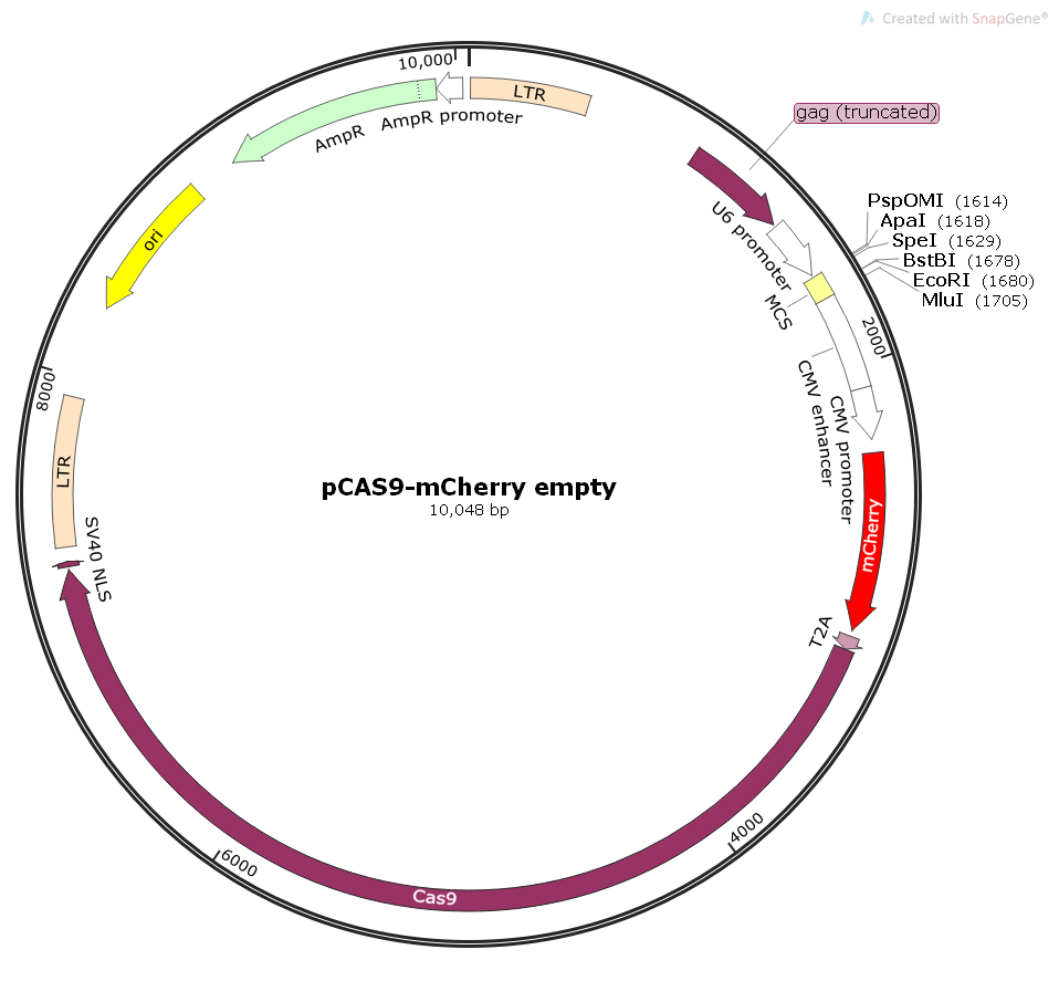 pCAS9-mCherryempty哺乳CAS9和gRNA表达质粒