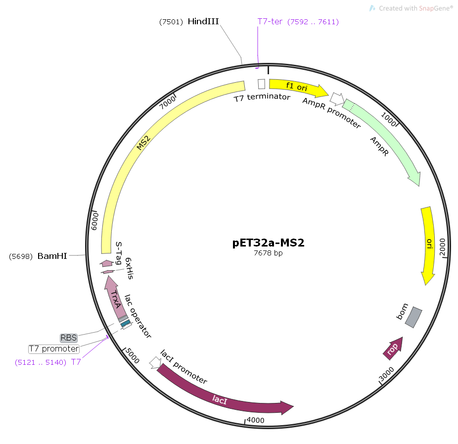 pET32a-MS2噬菌体基因大肠表达质粒