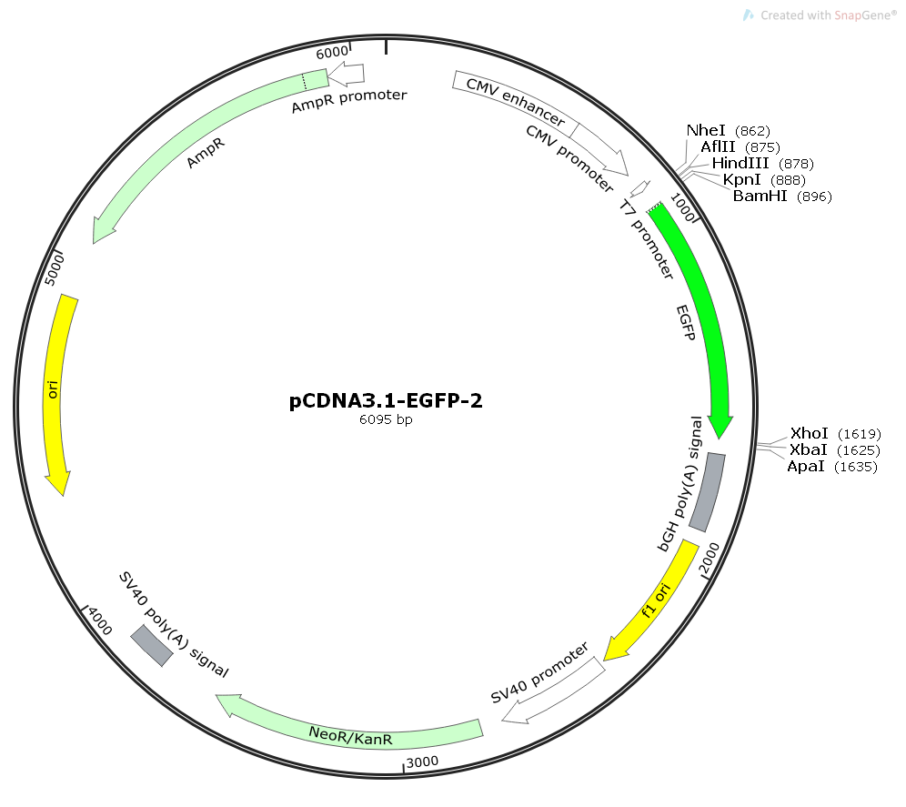 pCDNA3.1-EGFP②哺乳绿色荧光质粒
