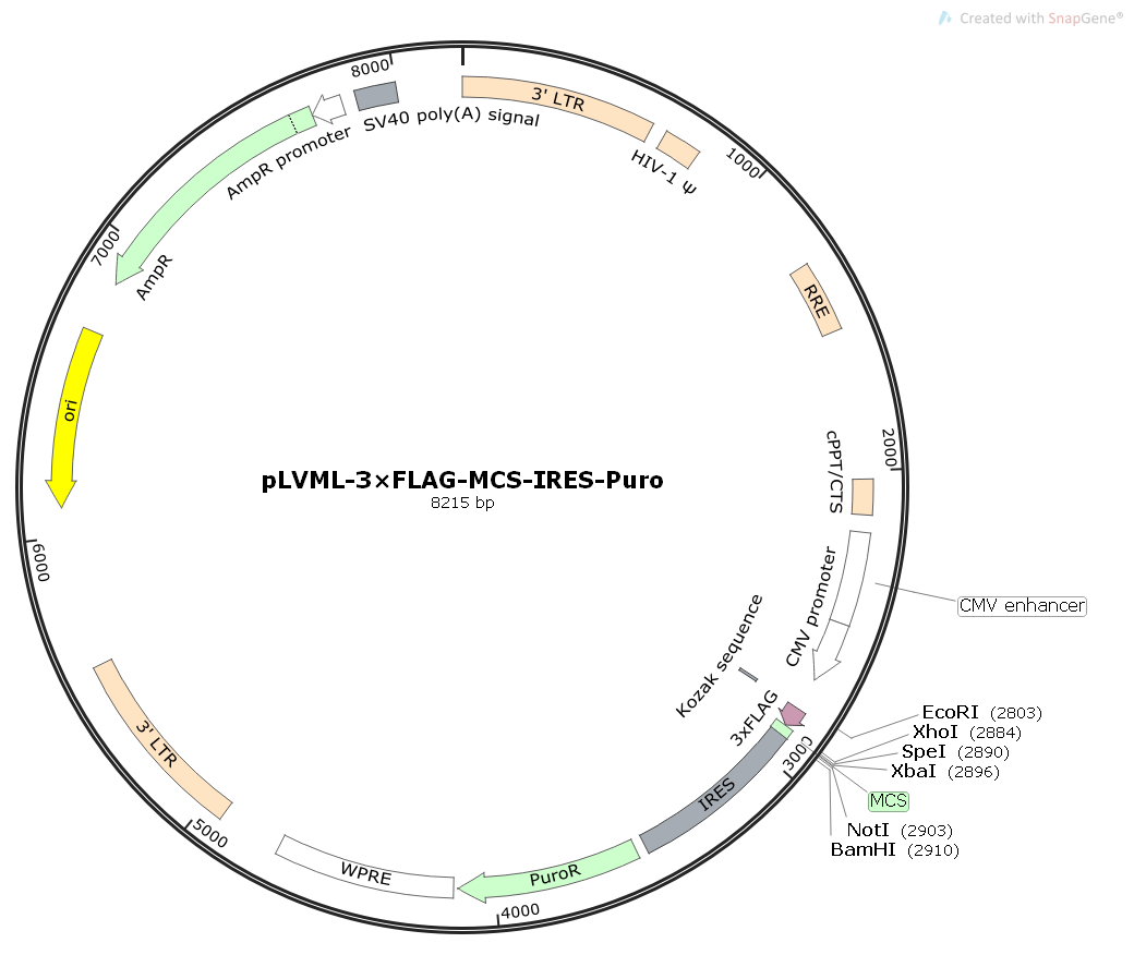 pLVML-3×FLAG-MCS-IRES-Puro慢病毒过表达质粒